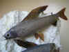taxidermie_artic_grayling_1423.JPG (543145 octets)