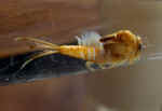 Fmr_Larve_baetide_862.JPG (100319 octets)