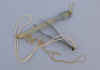 Pince_chasse2_838.JPG (84469 octets)