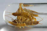 Pleco_Larve_867.JPG (82013 octets)