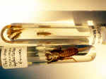 Pleco_nemoures_exuviedino_0758.JPG (143938 octets)