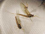 Siphlonurus26.jpg (41671 octets)
