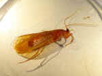Tricho_adulte_752.JPG (132287 octets)