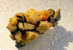 Trichoptere_etui_nymphose_rhyachophile_0757.JPG (135926 octets)