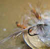 micromouche1.jpg (33044 octets)