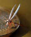 micromouche3.JPG (31153 octets)